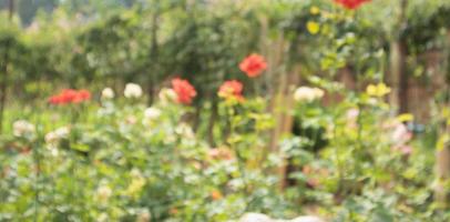 Flou abstrait belles roses en arrière-plan de jardin fleuri photo