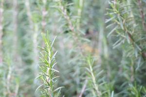 plante de romarin dans le jardin photo