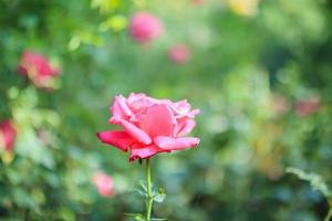 belle fleur de roses roses dans le jardin photo