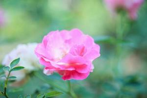 belle fleur de roses roses dans le jardin photo