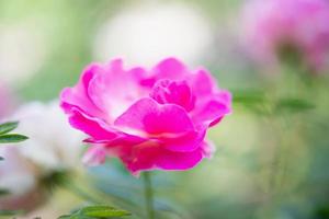 belle fleur de roses roses dans le jardin photo