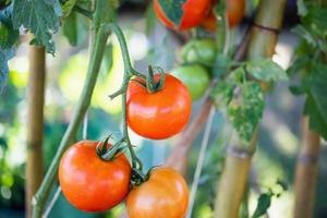 tomates mûres rouges fraîches accrochées à la vigne qui pousse dans le jardin à effet de serre photo