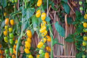 tomates mûres jaunes fraîches accrochées à la vigne poussant dans le jardin photo