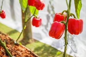 plante de poivron rouge poussant dans un jardin biologique photo
