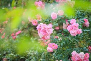 belle fleur de roses roses dans le jardin photo