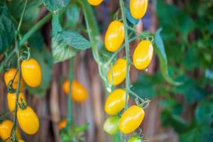 tomates mûres jaunes fraîches accrochées à la vigne poussant dans le jardin photo