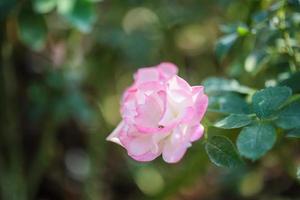 belle fleur de roses roses dans le jardin photo
