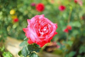 belle fleur de roses rouges dans le jardin photo