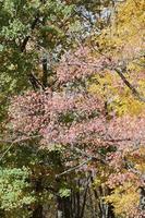 fragment d'arbres dont les feuilles changent de couleur en automne photo