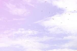 beaucoup de goélands blancs volent dans le ciel bleu nuageux photo