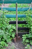 une vieille pelle rouillée près des framboisiers, qui poussent à côté de la clôture en bois du jardin du village. image de fond associée aux récoltes saisonnières et aux travaux de jardinage à long terme photo