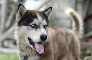 malamute arctique aux yeux bleus portrait de museau en gros plan. c'est un type natif de chien assez grand photo