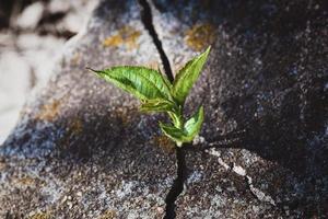 petit arbre poussant dans une ancienne fissure de pierre tombale, plante cultivée sur le rocher, espoir, résurrection, âme éternelle et nouveau concept de vie photo