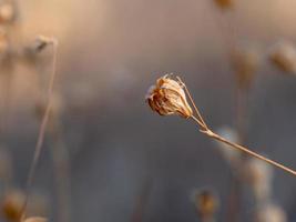 photo macro d'une petite fleur brune sèche