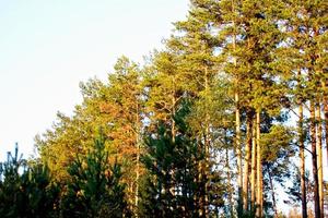 vue sur la forêt d'automne photo