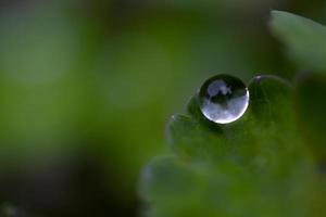 une légère goutte d'eau après la pluie sur les feuilles vertes des fleurs. une goutte d'eau en gros plan dans le jardin. photo