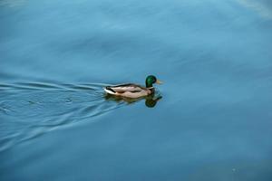 un canard nage dans un étang. survie des oiseaux, soins de la nature, concept d'écologie de l'environnement, écosystème de la faune photo