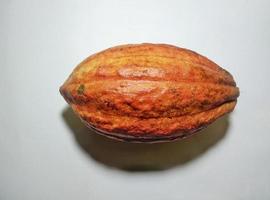 photo de cabosses de cacao mûres et prêtes à être transformées en chocolat