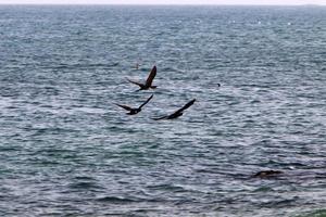 oiseaux de mer cormorans au bord de la mer en israël. photo