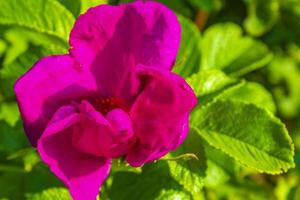 fleurs et plantes rouges roses pourpres dans la nature forestière allemagne. photo