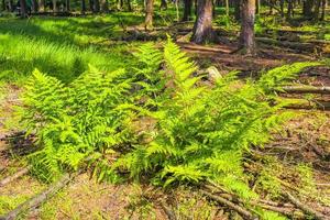 plantes à fleurs vertes brunes et blanches dans la nature forestière allemagne. photo