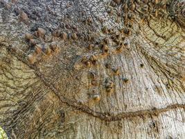 énorme magnifique kapok arbre ceiba avec motif de texture de pointes. photo