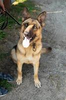 jeune chien de berger allemand assis et regardant fidèlement dans les yeux du propriétaire. photo