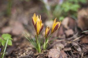 un groupe des premières fleurs printanières dans la forêt, des perles de fleurs grandes ouvertes sur un sol brun sans herbe, des crocus au safran poussant sur le sol par une journée ensoleillée au début du printemps photo