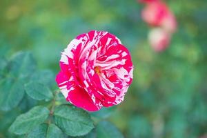 belle fleur de roses rouges dans le jardin photo