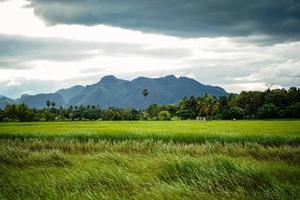 rizière verte avec fond de montagne sous un ciel nuageux après la pluie en saison des pluies, vue panoramique sur le riz. photo