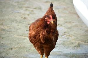 Image réelle de la poule rouge photo