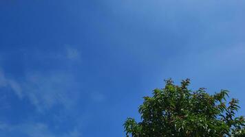 fond de ciel bleu avec des feuilles décoratives 01 photo