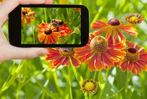 touriste prenant une photo d'abeille en été