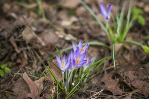 primevères crocus au printemps dans une clairière de la forêt. le printemps renaît dans la forêt. les feuilles sèches laissent place aux premières fleurs, photo