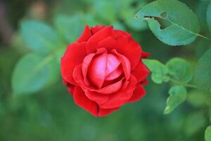 belle fleur de roses rouges dans le jardin photo