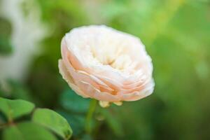 belles roses fleurissent dans le jardin photo