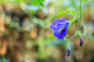 gros plan fleur de pois papillon bleu dans le jardin photo