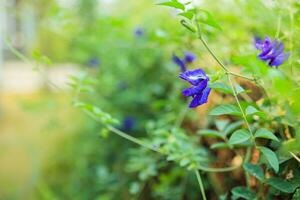 gros plan fleur de pois papillon bleu dans le jardin photo