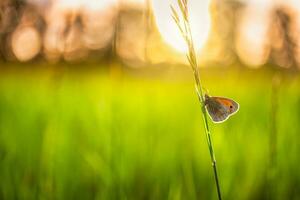 champ de prairie nature coucher de soleil avec papillon comme concept d'arrière-plan d'automne. belle prairie d'automne, fond de champ forestier. incroyable inspirer la nature en gros plan. en plein air randonnée aventure gros plan nature photo