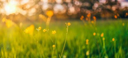 abstrait flou coucher de soleil champ paysage de fleurs jaunes et prairie d'herbe chaude heure d'or coucher de soleil heure du lever du soleil. tranquille printemps été nature gros plan et arrière-plan flou de la forêt. nature idyllique photo