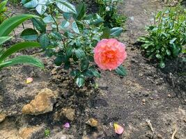 rose dans le jardin. photo d'une rose de jardin en automne.