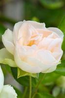 un beau bouton de rose de thé sur un fond d'été photo