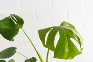 jeunes feuilles vertes d'un monstera de plante d'intérieur contre un mur de briques blanches. une copie de l'espace. minimalisme à l'intérieur. photo