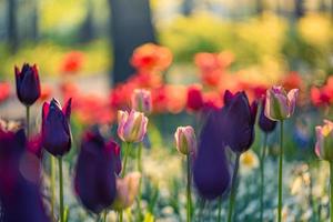 belles tulipes colorées sur un paysage naturel ensoleillé de printemps flou. panorama de fleurs de tulipes en fleurs lumineuses pour le concept d'amour nature printemps. incroyable scène de source naturelle, conception, bannière florale tranquille