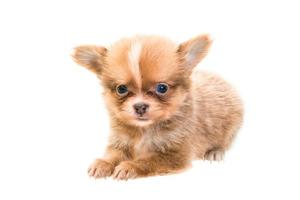 Chiot chihuahua sur fond blanc photo