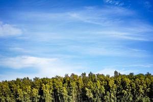 beaux pins avec des nuages blancs sur fond de ciel avec espace de copie. fond d'écran ou bannière site web photo