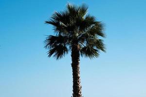 palmier au vent contre le ciel bleu, fond de palmiers tropicaux, cocotier en été sur l'île, palmiers exotiques. photo