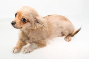 Terrier jouet sur blanc photo