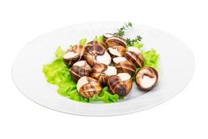 escargot sur blanc photo