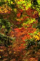 scène pittoresque de l'automne au japon photo